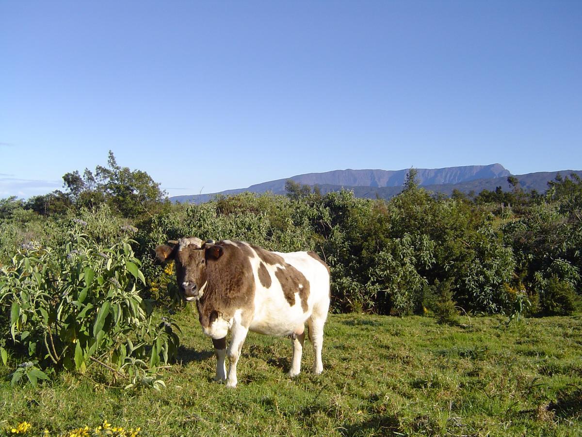 Relais Du Volcan Bed and Breakfast La Plaine des Cafres Esterno foto